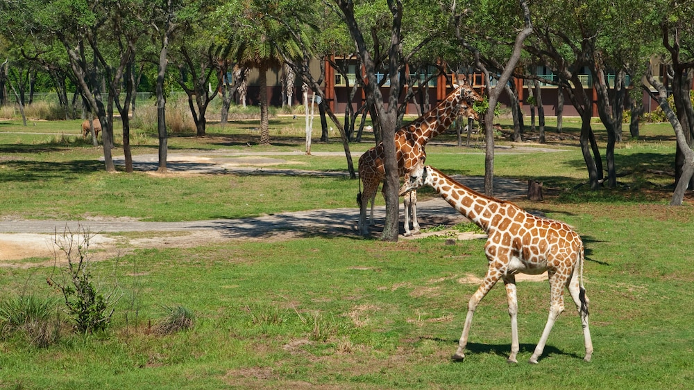 disneys animal kingdom villas jambo house