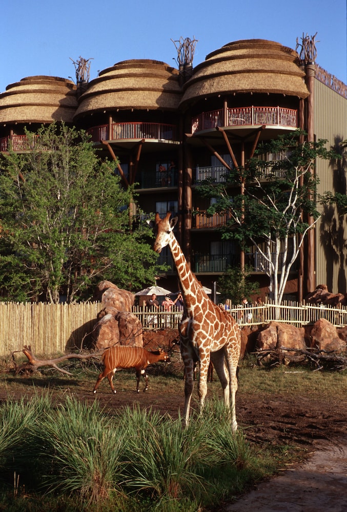 disneys animal kingdom villas jambo house