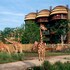 disneys animal kingdom villas jambo house