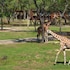 disneys animal kingdom villas jambo house