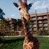 disneys animal kingdom villas jambo house