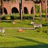 disneys animal kingdom villas jambo house
