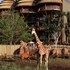 disneys animal kingdom villas jambo house