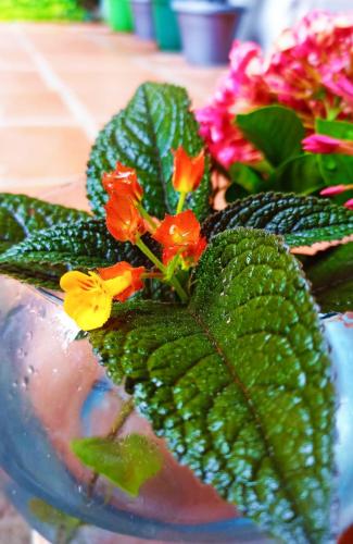 albarrada hotel boutique