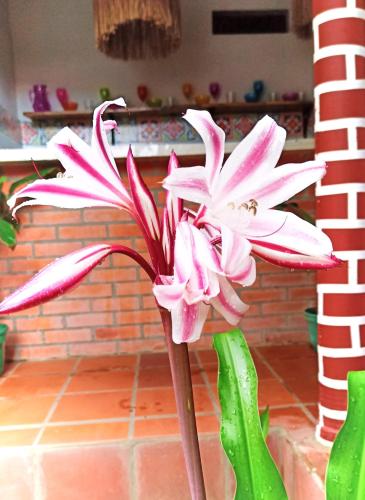 albarrada hotel boutique