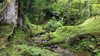 esquipulas rainforest