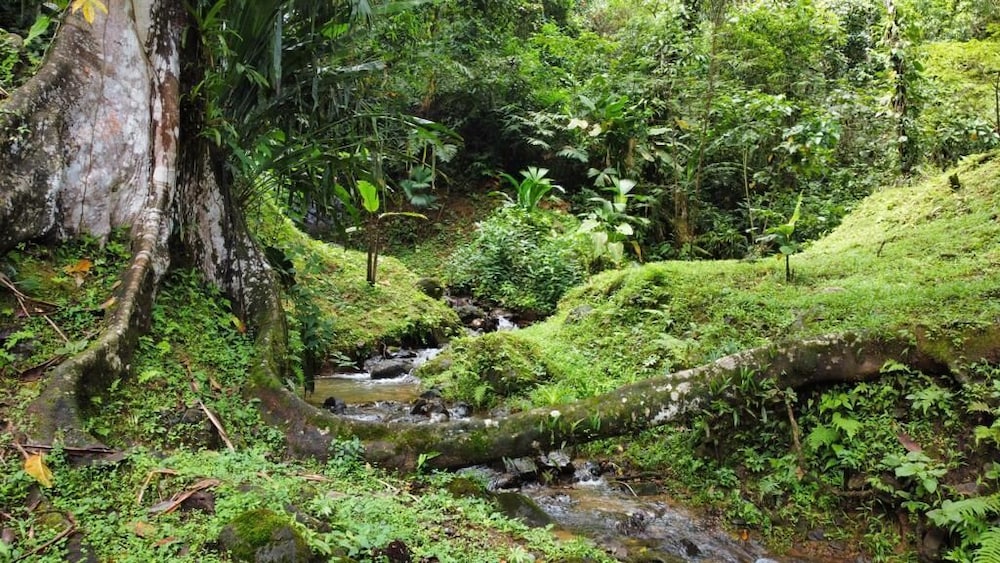 esquipulas rainforest