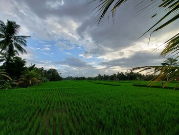 ubud