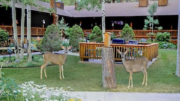 ruidoso