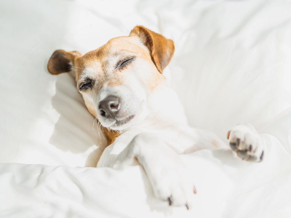 woodspring suites columbus north i 270