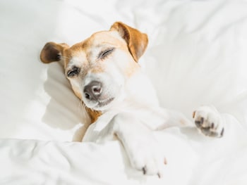 woodspring suites columbus north i 270