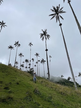 muchosur quimbaya