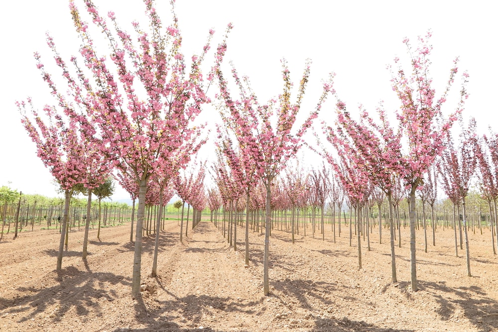 hotel mas carreras 1846