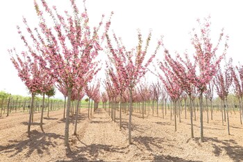 hotel mas carreras 1846