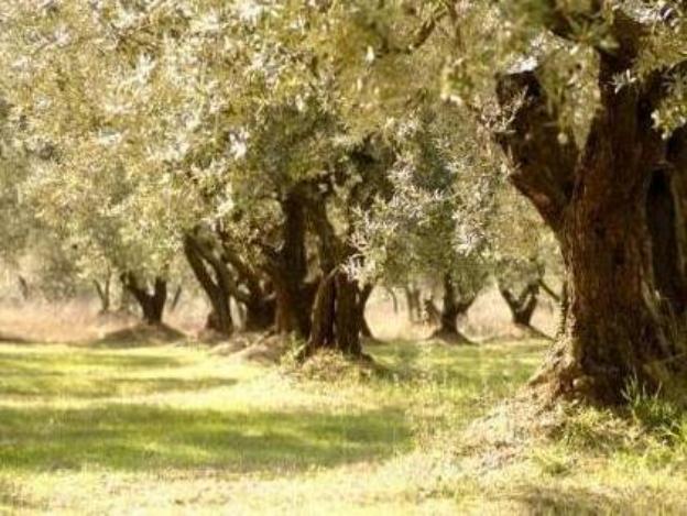 best western le comtadin