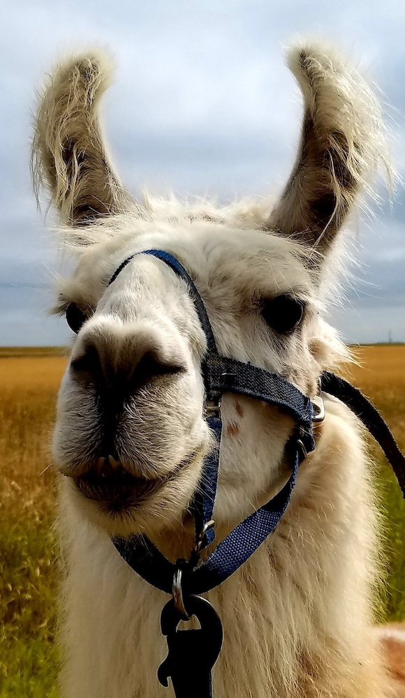 llama stay at spooky tooth ranch mtn views