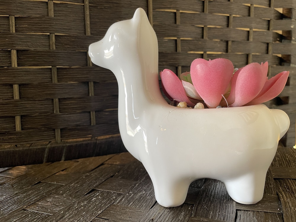 llama stay at spooky tooth ranch mtn views