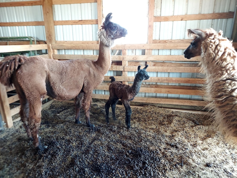 llama stay at spooky tooth ranch mtn views