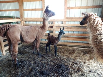 llama stay at spooky tooth ranch mtn views