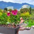 quito