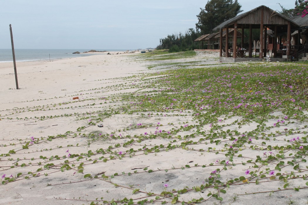 ham thuan nam