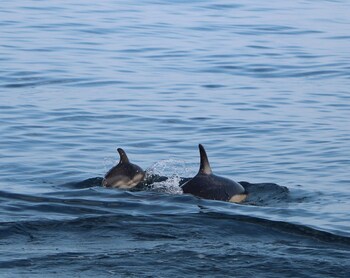 rose court holiday apartments