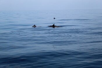 rose court holiday apartments