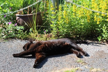 rose court holiday apartments