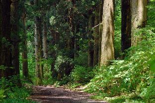 hananomizumi umemomosakura