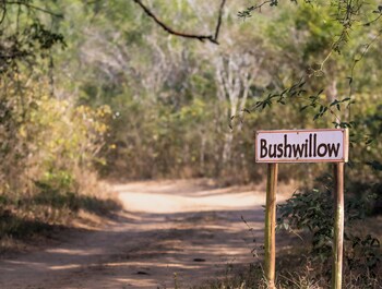 bushwillow collection