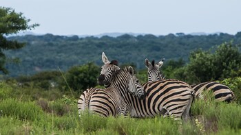 bushwillow collection