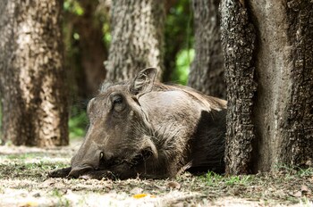 bushwillow collection