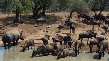 bushwillow collection