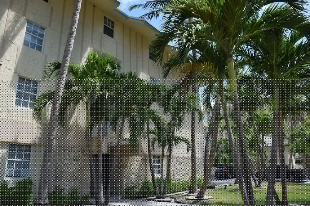 coral reef at key biscayne