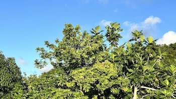 montego bay