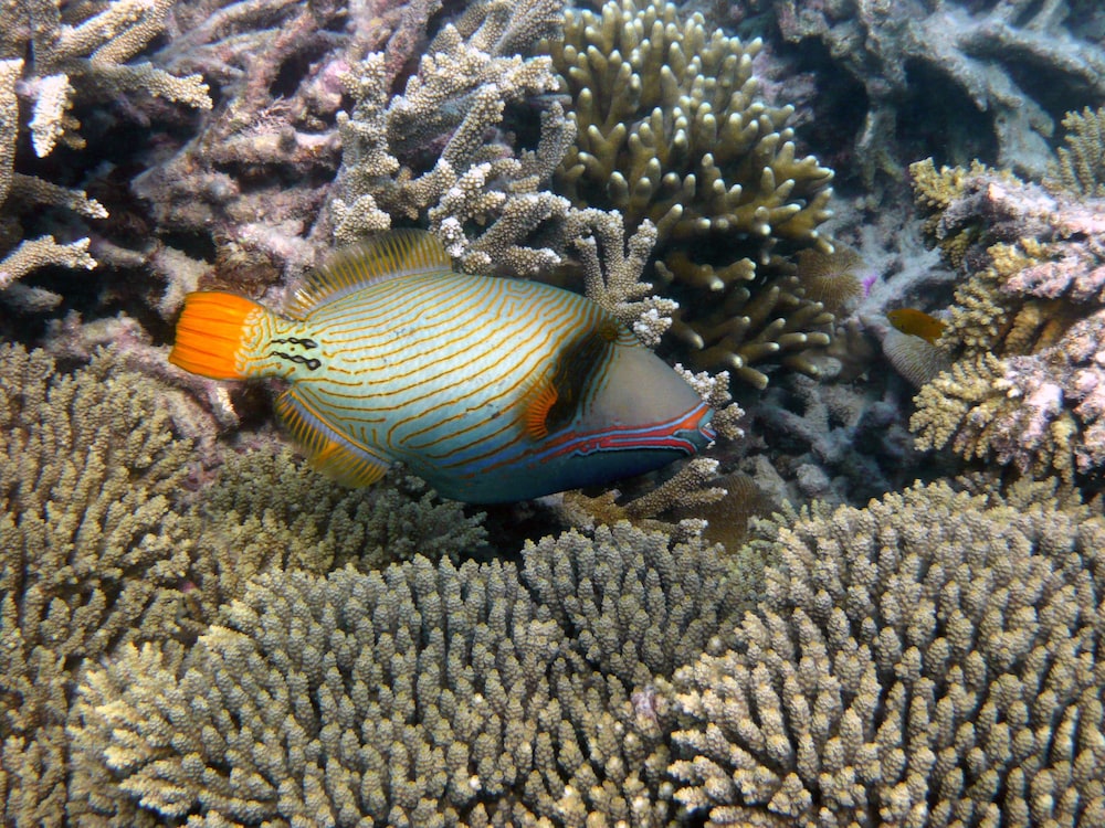 chumbe island coral park
