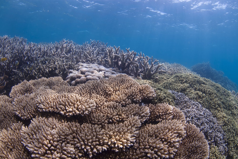 chumbe island coral park