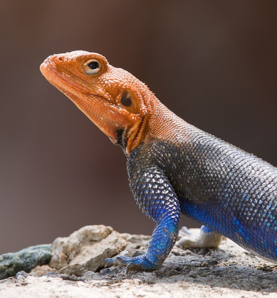 tarangire national park