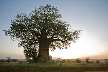 Tarangire Sopa Lodge,,3 star