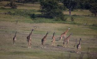 elewana serengeti migration camp