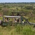 serengeti
