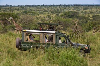 serengeti