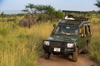 serengeti