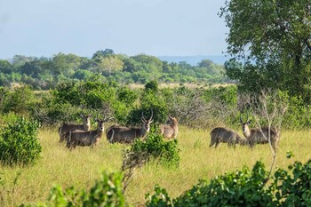 saadani