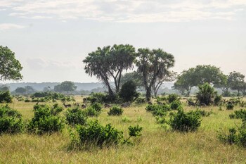 saadani safari lodge bush river beach