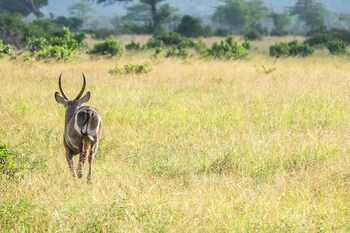 saadani safari lodge bush river beach
