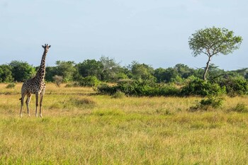 saadani safari lodge bush river beach