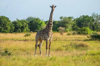 saadani safari lodge bush river beach