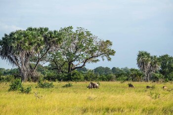 saadani safari lodge bush river beach