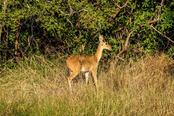 saadani safari lodge bush river beach